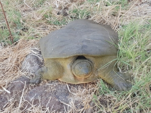 Diyarbakır’da Bir Kez Daha Görüldü