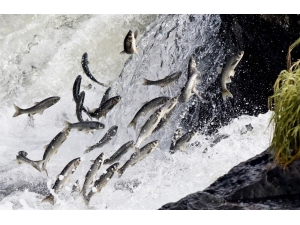 İnci Kefali Balıklarının Dönüş Yolculuğu Başladı