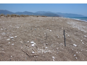 Kaplumbağa Yuvalarını Sopa, Kazık Ve Taşlarla İşaretlediler