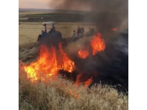 Yangının Tarlalarına Sıçramaması İçin Etten Duvar Ördüler