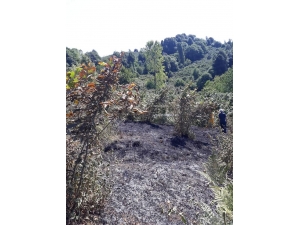 Alaplı’da Üç Dönümlük Fındık Bahçesi Yandı