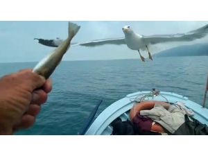 Her Gün Denizde Onu Takip Ediyorlar