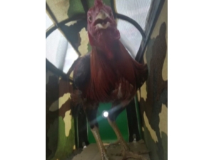 Horoz Dövüşü Yapılan Hayvanları Sevenler Ve Koruma Derneğine Baskın