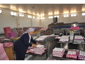 Yumurta Üreticileri Sıkıntıda