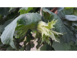 Yeni Fındık Sezonu Öncesi Fındık Fiyatları 20 Lirayı Gördü