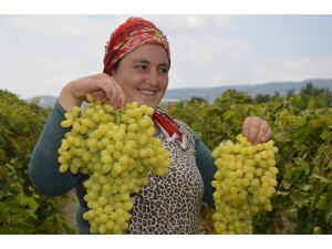 Turfanda Üzüm Satış Fiyatları Pazarlıkları Başladı