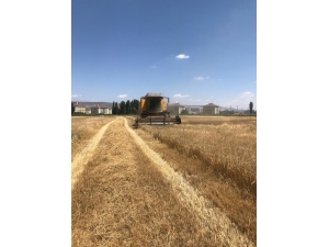 Kayseri Şeker, Yem Bitkileri Temini İçin Bölge Çiftçilerinin Gelirine 11 Milyon Tl Katkı Sağlıyor