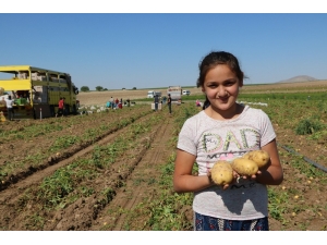 Niğde’de Turfanda Patates Hasadı Başladı