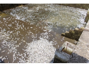 150 Bin Balık Telef Oldu, 300 Bin Tl’lik Zarar Oluştu