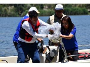 Bakan Pakdemirli Açıklamıştı, 278 Bin 500 Pullu Sazan Yavrusu Suyla Buluştu