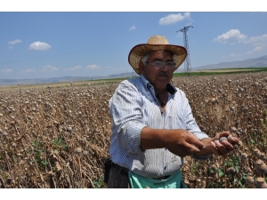 Sandıklı Ve Köylerinde Haşhaş Hasadı Başladı