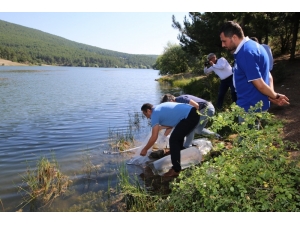 Uşak’ta 15 Bin Sazan Yavrusu Göletlere Bırakıldı