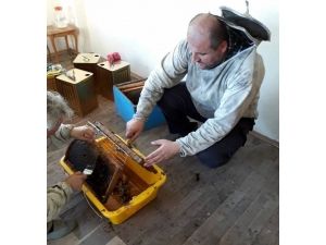 Ordu’da Kestane Balı Hasadına Başlandı