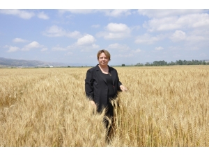 540 Bin Ton Hububat Ürününün Toprakta Kalmasının Önüne Geçebilecek