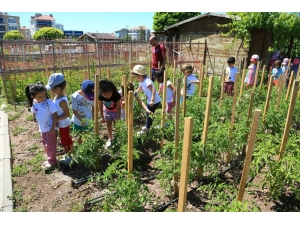 Minikler Bahçedeki Mahsulleri Topladı