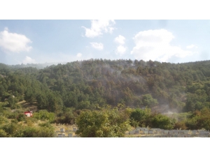 Yangın Söndürme Ekiplerini Arı Soktu