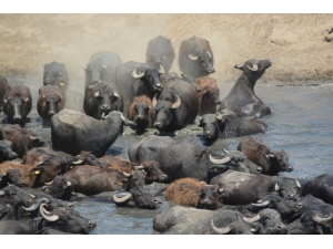 Burası Güney Afrika Değil Balıkesir Ovası
