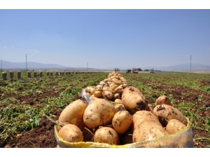 Sandıklı’da Patates Hasadı Başladı