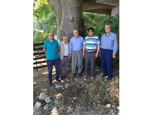 Muhtar, 500 Yaşındaki Çınar Ağacının Anıt Ağaç Olarak Tescillenmesini İstiyor