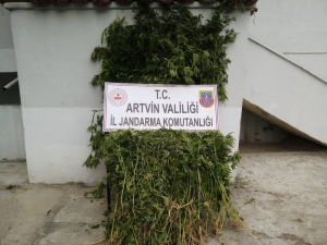 Ardanuç’ta Bin 130 Kök Hint Keneviri Ele Geçirildi