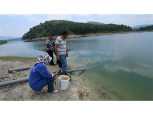 Aslantaş Barajı, 2 Milyon Yavru Sazanla Buluştu