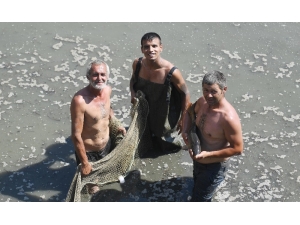 Balıklar Doğal Yaşam Alanlarına Taşınıyor