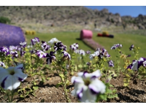 Sivrihisar Çiçeklerle Renkleniyor