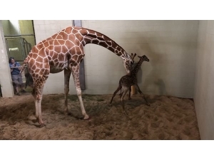 Hayvanat Bahçesinin Yeni Üyesi İlk Adımlarını Attı