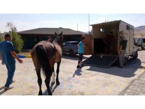 Tedavisi Yapılan Yaralı At İzmir’e Sevk Edildi