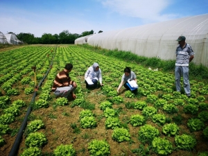 Büyükşehir Çiftçileri Sanayi Ürünü Üretimine Yönlendiriyor