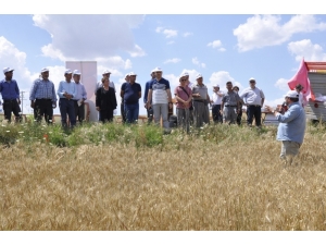 Yeni Buğday Çeşitleri ’Mesut’ Ve ’Reis’ İçin Tarla Günü Düzenlendi