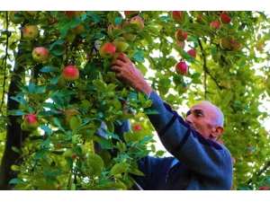 2 Bin Yıllık ‘Amasya Misket Elması’na Özel Gen Bahçesi