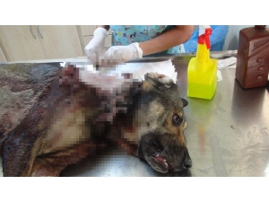 Sokak Köpeğine Domuz Kurşunu