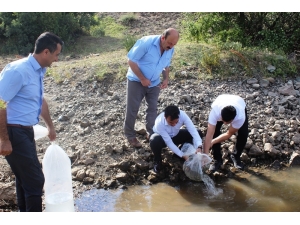 Tokat’ta 13 Gölete 70 Bin Sazan Yavrusu Bırakıldı