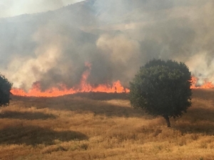Kozluk’ta Çıkan Yangında Buğday Tarlaları Kül Oldu