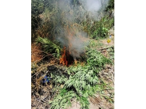 Hevsel Bahçeleri’nde 300 Polisle Uyuşturucu Operasyonu