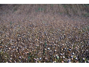 Çorum’da Haşhaş Hasadı Başladı