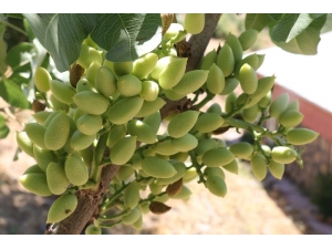 Bıttım Ağaçlarından Siirt Fıstığı Elde Ediliyor