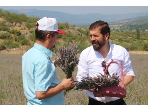 Sındırgı’da Mis Kokulu Hasat