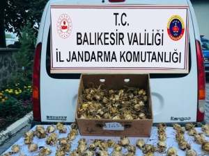 Koruma Altındaki Zambakları Topladı, 60 Bin Tl Ceza Yedi