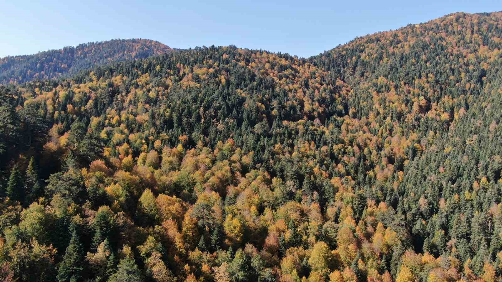 karabuk-te-ormanlara-girisler-yasaklandi