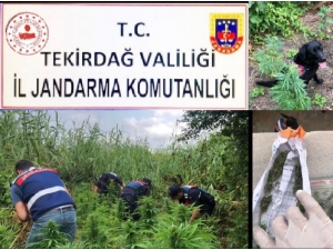 Tekirdağ’da Bin 700 Kök Kenevir Ve 50 Gram Esrar Ele Geçirildi