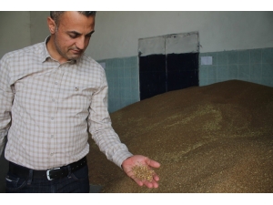 Buğdayın Ton Fiyatı Bin 125 İle Bin 350 Tl Arasında Değişiyor