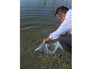 Terzi Göletine 4 Bin Sazan Yavrusu Bırakıldı