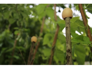 Nazara Karşı Yumurta Kabuğuyla Önlem