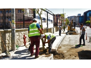 Altınordu’da Ağaçlandırma Çalışması