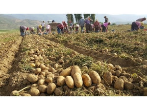 Patates Üreticileri İthalatın Kendilerine Zararı Olduğunu Belirtiyor