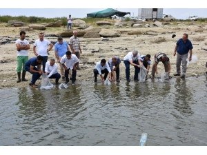 Manisa’daki Baraj Gölü Ve Göletlere 100 Bin Balık Bırakıldı