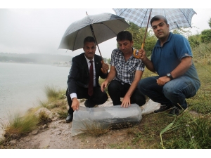 Bilecik’te 10 Gölete 64 Bin Sazan Balığı Yavrusu Bırakıldı