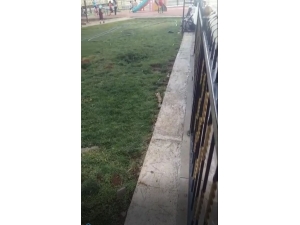 Siverek’te Nesli Tehlikede Olan Alaca Sansar Görüntülendi